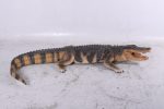 life-size American Alligator 94.75 Inch Long - Image 3