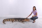 life-size American Alligator 94.75 Inch Long - Image 4
