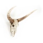 Bull Skull Wall Decor