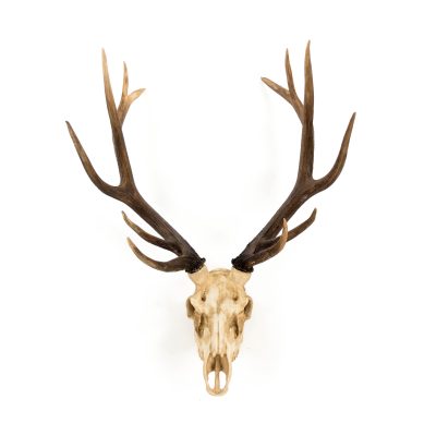 Deer Skull Wall Decor