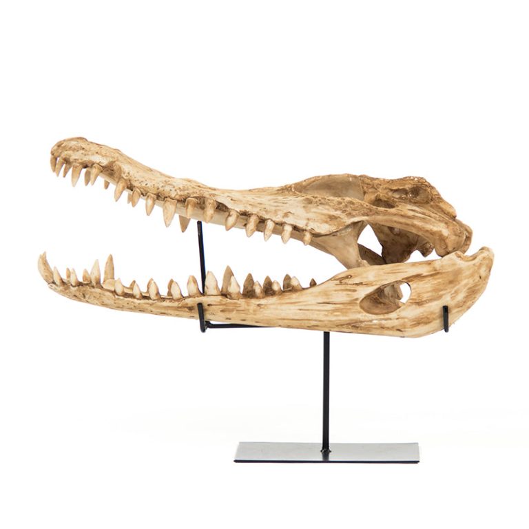 Alligator Skull w/Base