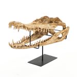 Alligator Skull w/Base