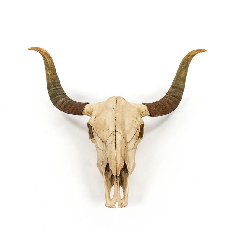 Bull Skull Wall Decor
