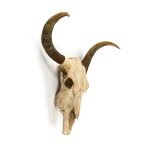 Bull Skull Wall Decor