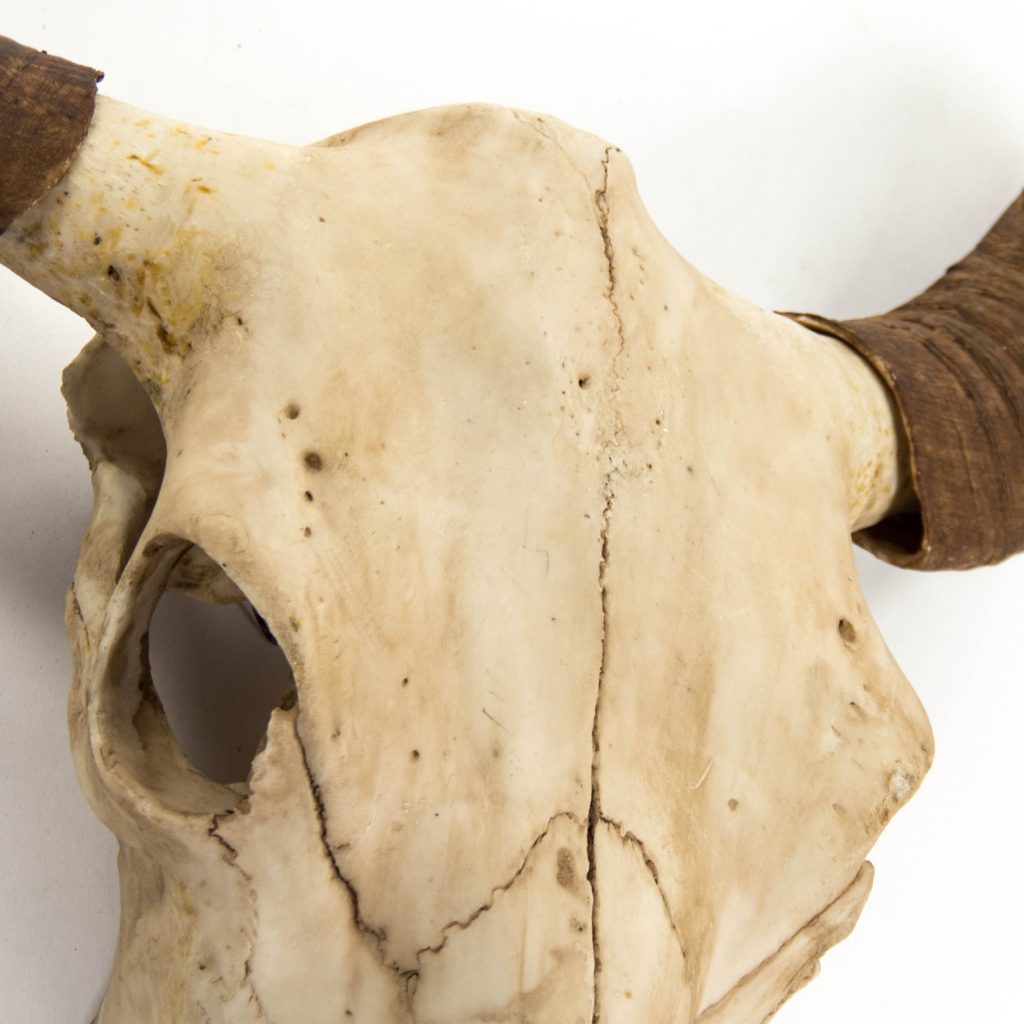 Bull Skull Wall Decor