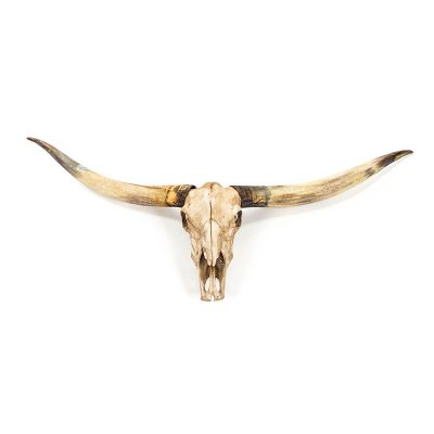Texas Long Horn Skull Wall Decor