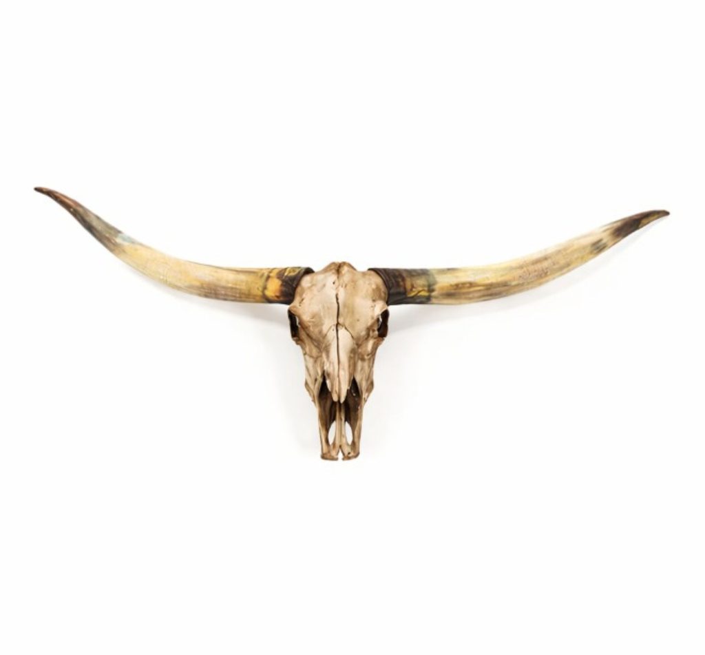 Texas Long Horn Skull Wall Decor