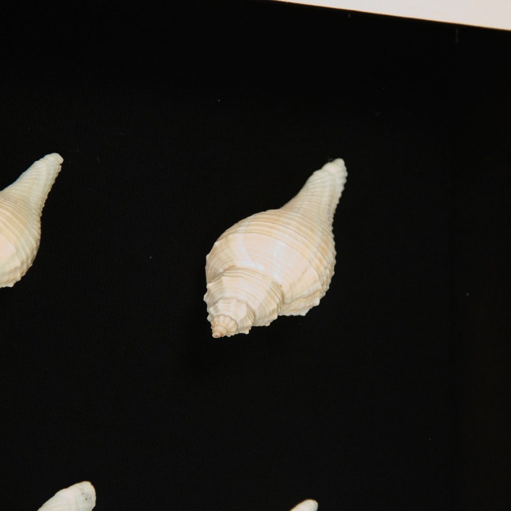 Abstract Shell Art