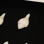 Abstract Shell Art