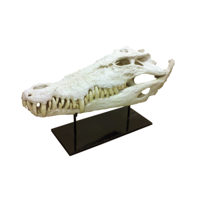 Oly Studio - Faux Crocodile