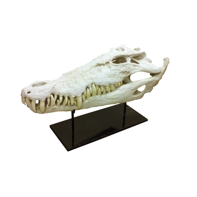 Oly Studio - Faux Crocodile