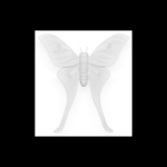 Oly Studio - Ornament, Luna Moth Frost White