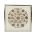 Abstract Shell Wall Art